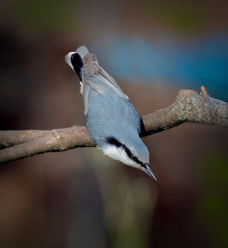 Nuthatch / ***