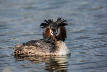 Hairstyle / ***