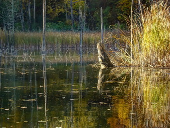 the swamp / ***