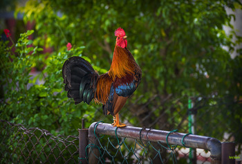 cockerel - a golden comb / ***