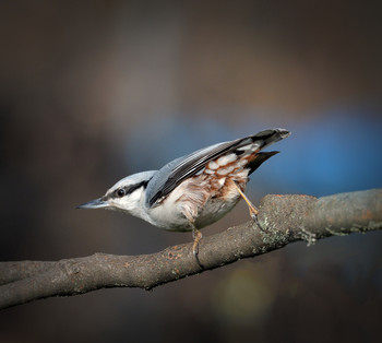 Nuthatch / ***