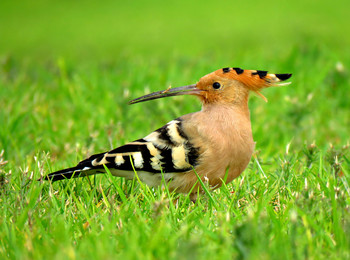 hoopoe / ***