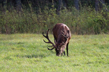 Pashkevich68 / Pashkevich68