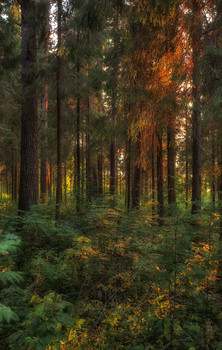 Forest / ***