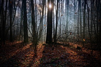 in the autumn forest / ***