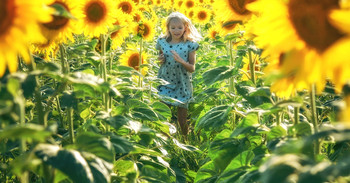 Sunflowers / ***