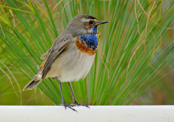 Bluethroat / ***