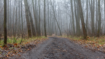 late fall / ***