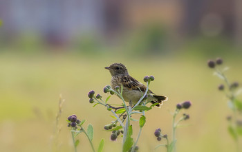 In the meadow ... / ***