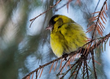 Siskin / ***