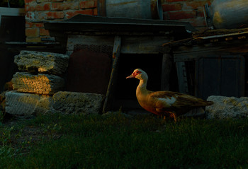 Rural Landscapes / ...