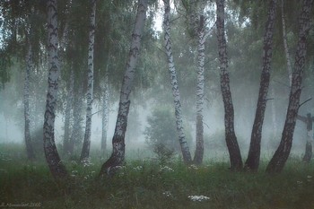 Morning in the forest / ...