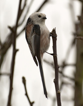 Long-tailed Tit / ***