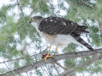 Sharp-shinned Hawk / ***