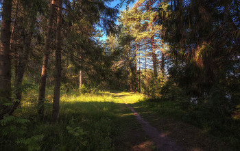 The path in the woods / ***