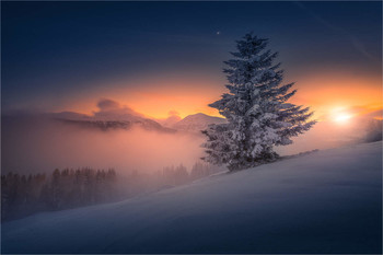 Weihnachtsbaum / Abends in den Seetaler alpen in der Steiermark