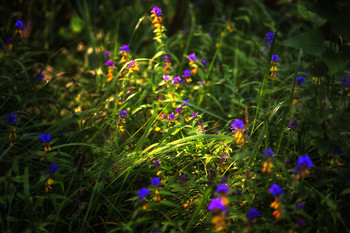 Summer Morning / ***