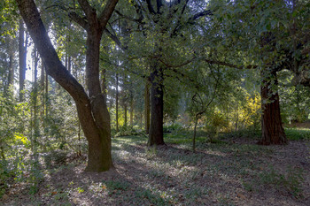 Crimean Forest / ***