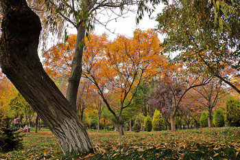 Autumn / ***