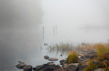 Foggy morning / ***