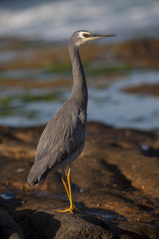 Heron / ***