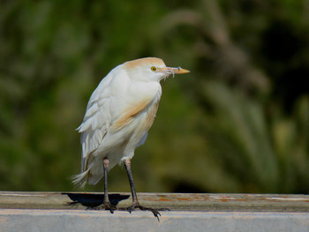 Cattle Egret / ***