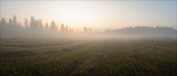 Through the mist / ***