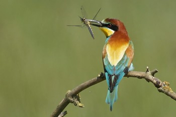 Bienenfresser / Bienenfresser mit Beute