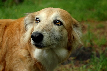 Drew attention / ***