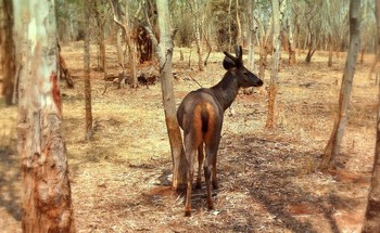 Drew attention / ***