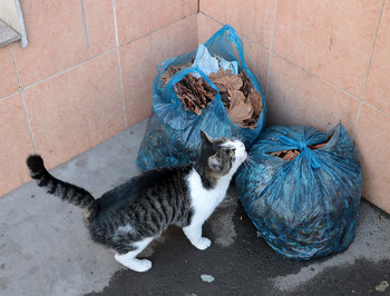 Drew attention / ***