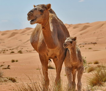 Drew attention / ***