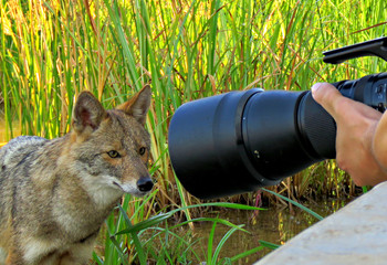 Drew attention / ***