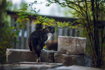 Drew attention / ***