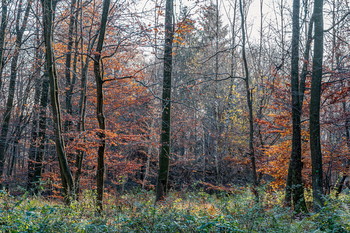 Autumn colors .. / ---------