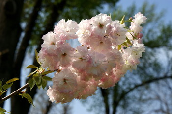 Morning freshness / ***