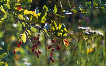 Barberry / Trioplan 50/2.9