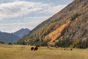 Alpine meadows / ...