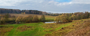 Grazing in the meadow ... / ***