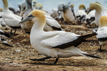   / Basstölpelkolonie auf Cape Kidnappers, NZ