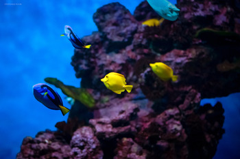 UNDERWATER WORLD / ***