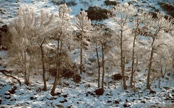 Birches / ...