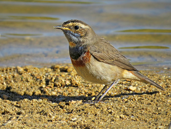 Bluethroat / ***