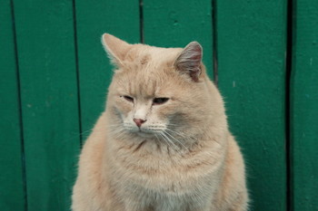 Peach / Timiryazev park, Koptevo neighborhood, Moscow, Russia