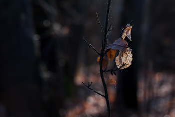 October in the forest / ***