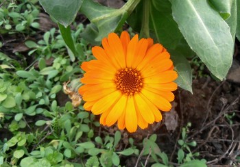 Calendula / ***