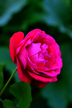 Rose / ***