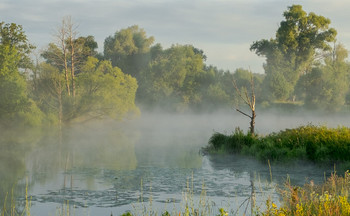 Summer morning. / ***