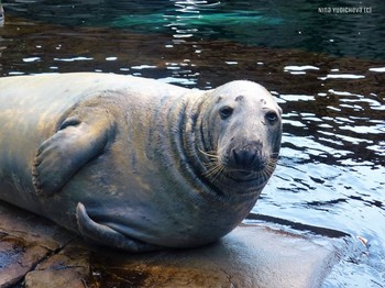 Seal / ***