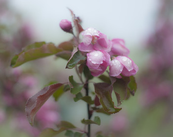 Apple / ***